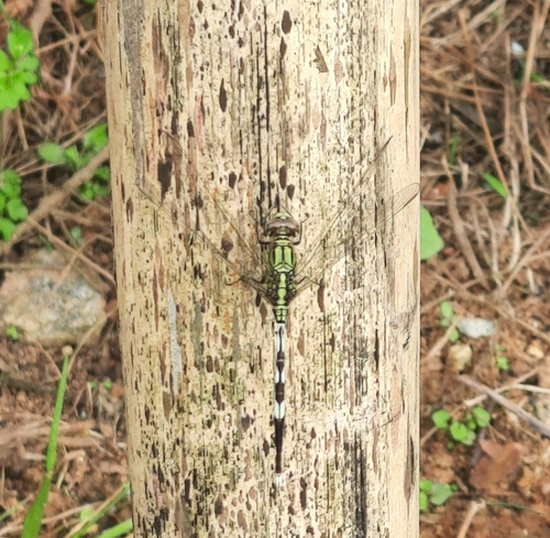 Slender Skimmer