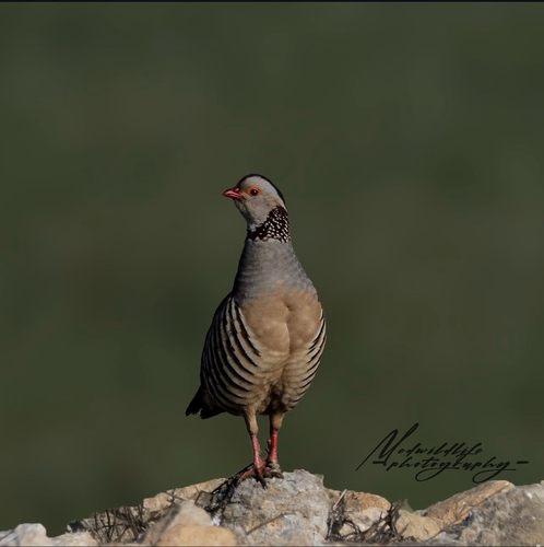 Barbary Partridge