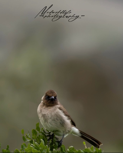 Common Bulbul