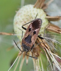 Rhyparochromus