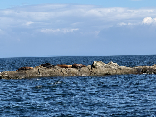 Steller Sea Lion