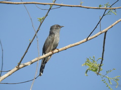 Cacomantis passerinus
