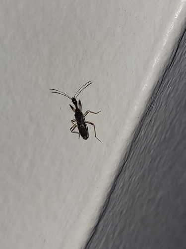 Long-necked Seed Bug