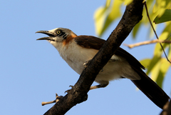 Turdoides gymnogenys