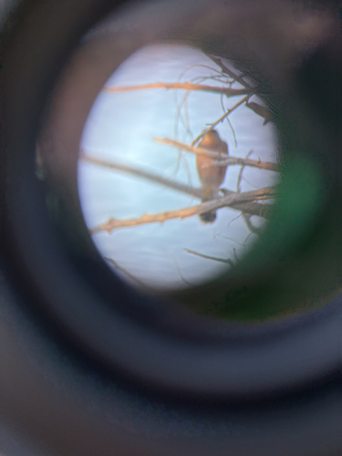 Cooper's Hawk