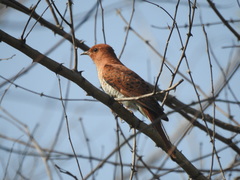 Cacomantis passerinus