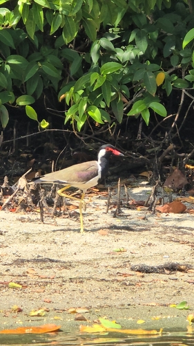 Sri Lanka Red-wattled Lapwing
