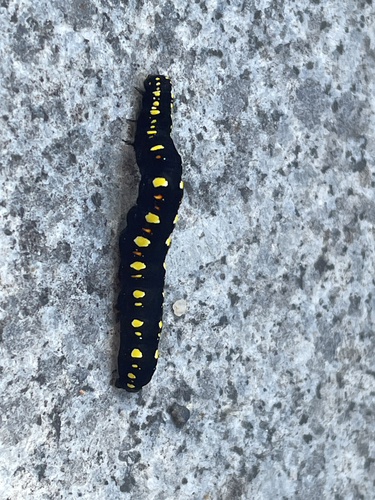 Fruit piercing moth