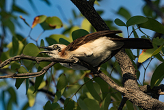 Turdoides gymnogenys