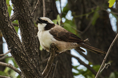 Eurocephalus anguitimens