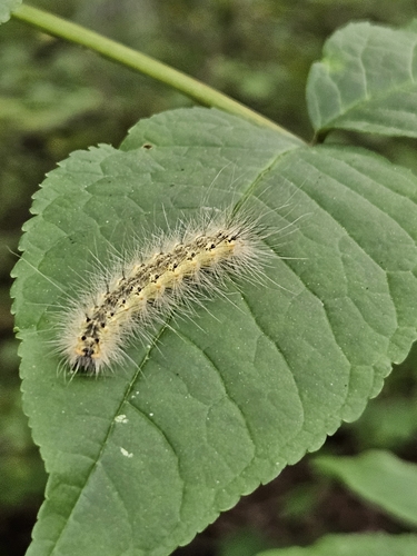 Fall Webworm Moth