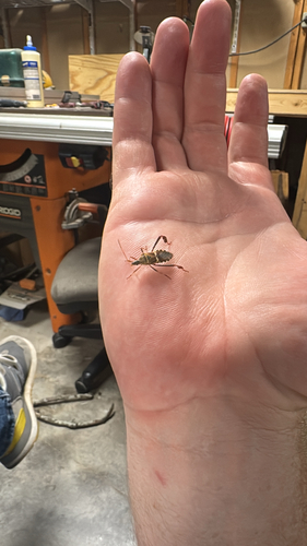 Western Leaf-footed Bug
