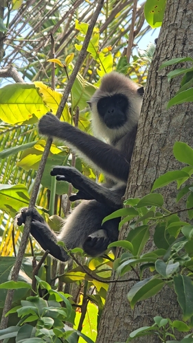 Sri Lankan Grey Langur