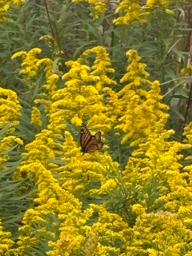 Viceroy