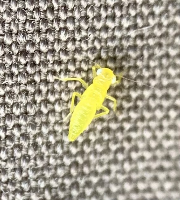 Kyboasca pergandei