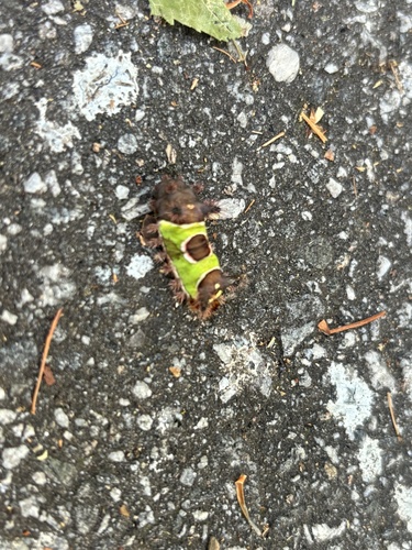 Saddleback Caterpillar Moth