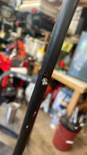 Spined Micrathena
