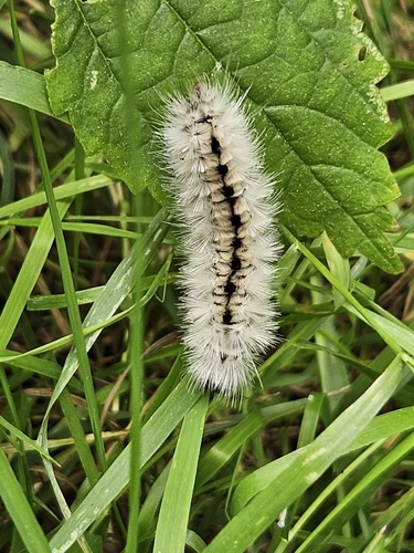 Hickory Tussock Moth