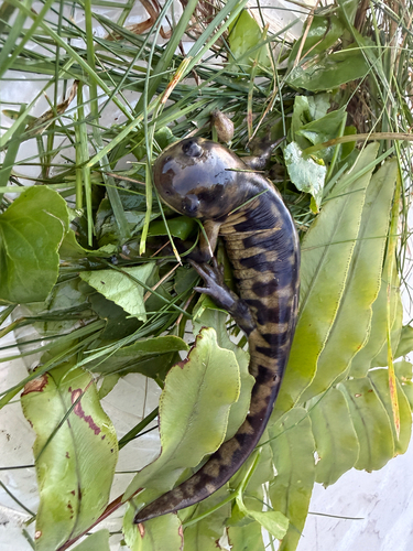 Western Tiger Salamander
