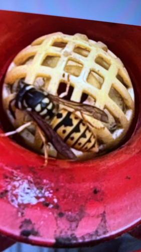 German Yellowjacket