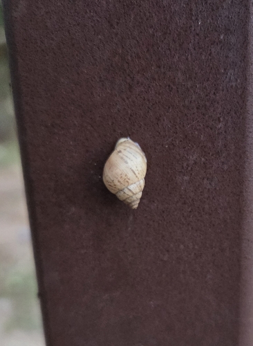 Prairie Rabdotus