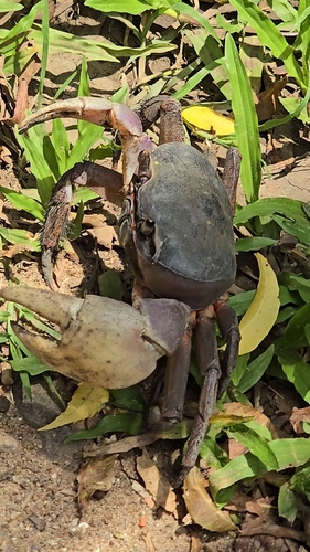 Brown Land Crab