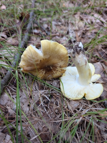 Tricholoma subsejunctum