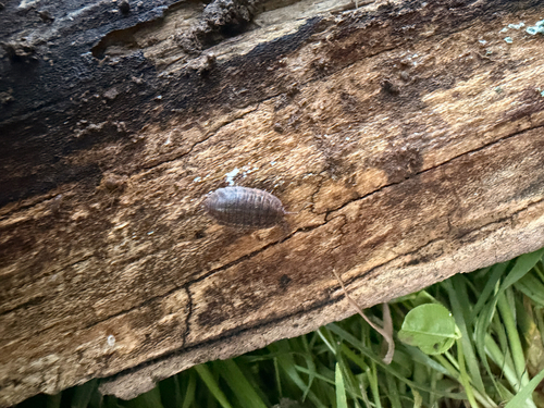 Rathke's Woodlouse