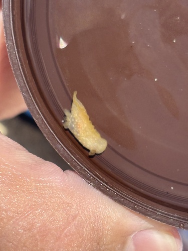 Gymnodoris okinawae, 2026-09-15