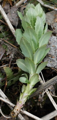 Hylotelephium verticillatum
