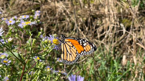 Monarch