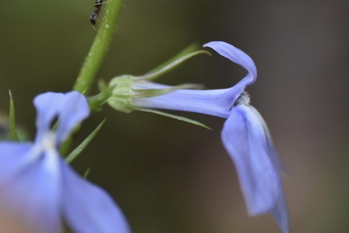 Lobelia amoena, photograph 6