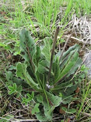 Hypochaeris maculata