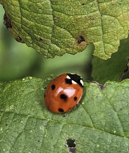 Seven-spotted Lady Beetle