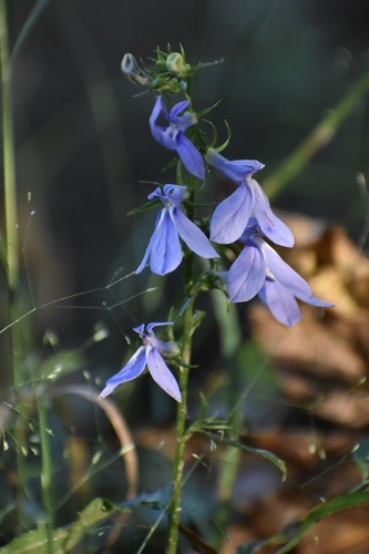 Lobelia amoena, photograph 5