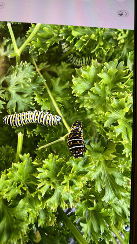 Black Swallowtail