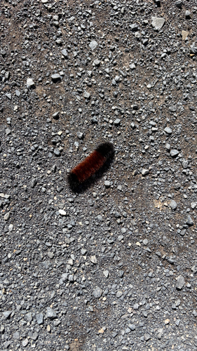 Isabella Tiger Moth