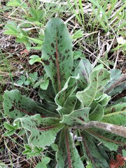 Hypochaeris maculata