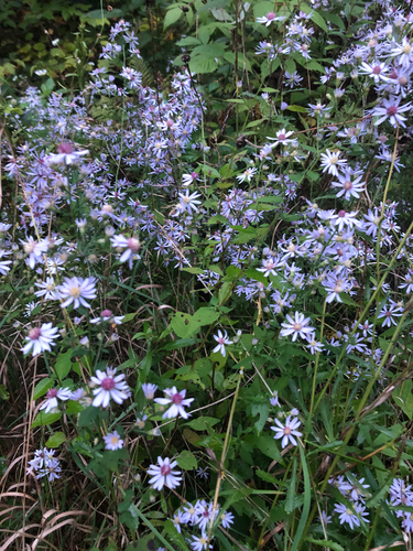 Common Blue Wood Aster