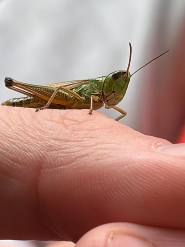 Marsh meadow grasshopper
