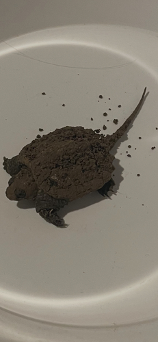 Common Snapping Turtle