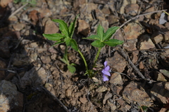 Viola dactyloides