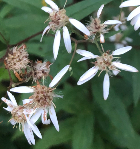 flat-top white aster