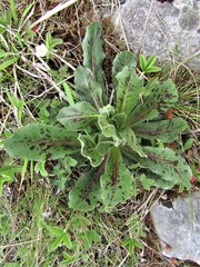 Hypochaeris maculata