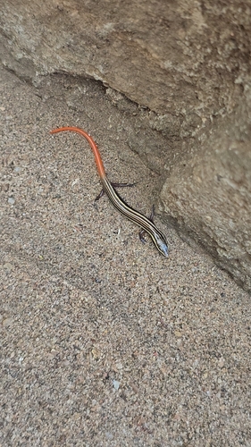 Common Dotted Garden Skink