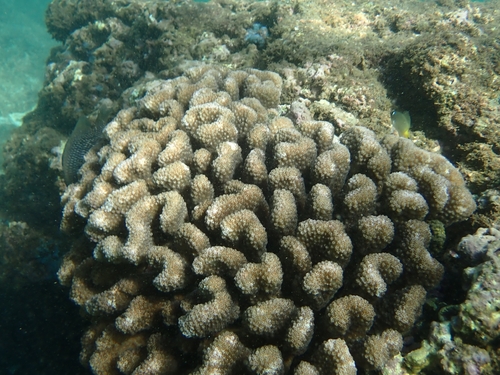 Pocillopora meandrina, 2026-09-14