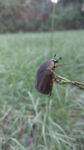 Common Green June Beetle