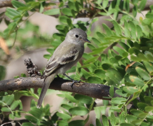 Gray Flycatcher