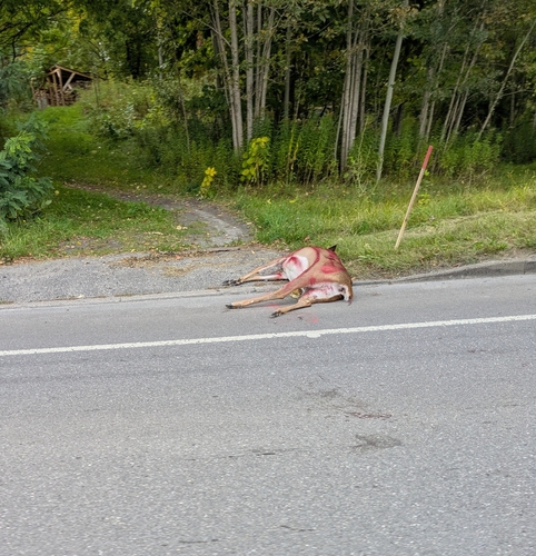 White-tailed Deer