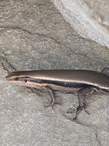 Sri Lanka Bronze Skink